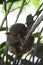 Bohol tarsier monkey philippines