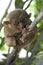 Bohol tarsier monkey philippines jungle