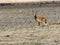 Bohor reedbuck, Redunca redunca honor, lives together with Mountain nyala, in the small area of Bale National Park, Ethiopia