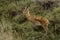 Bohor reedbuck, Serengeti