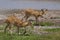 Bohor reedbucks, Tarangire