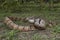 Boiga cynodon, commonly known as the dog-toothed cat snake