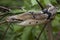 Boiga cynodon, commonly known as the dog-toothed cat snake