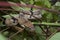 Boiga cynodon, commonly known as the dog-toothed cat snake