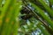 Boiga dendrophila, mangrove snake or gold-ringed cat snake curl