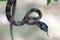 Boiga multo maculata snake closeup on branch