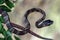 Boiga multo maculata snake closeup on branch