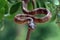 Boiga multo maculata snake closeup on branch