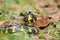 Boiga snake dendrophila yellow ringed, animal closeup, animal attack