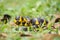 Boiga snake dendrophila yellow ringed, animal closeup, animal attack