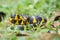 Boiga snake dendrophila yellow ringed, animal closeup, animal attack