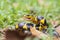 Boiga snake dendrophila yellow ringed, animal closeup, animal attack