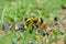 Boiga snake dendrophila yellow ringed, animal closeup, animal attack