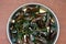 Boiled Asian green mussel, Perna viridis
