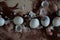 Boiled and broken eggs on the counter Huevos hervidos y rotos en la encimera