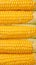 Boiled corn close up Rows of fresh golden yellow corn kernels