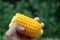 Boiled corn in hand , appetizer or snack