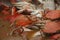 Boiled crabs in water