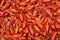 Boiled Crawfish