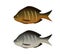 Boiled and fried fish on white in 3D vector