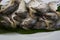 Boiled mackerel fishes on banana leaf