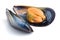 Boiled mussel