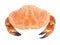 Boiled orange crab with large claws