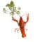 Boiled red crayfish lobsters with dill in claws, funny photo to use in the layout,,