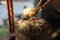 Boiled riceberry rice on wood basket with spoon in close up