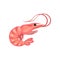 Boiled shrimp. Vector illustration on white background.