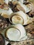 Boiled turbo sea snail shell