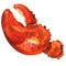 Boiled whole red crab claw isolated, watercolor illustration on white