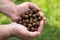 Boilies Big Carp Fishing Bait, Hand holding boilies