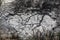 Boiling mud pools with vapour bubbles, Guanacaste province, Rincon de la Vieja National Park