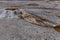 Boiling water bubbler Geyser. Active geyser with major eruptions. Yellowstone NP