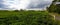 Bois Cheri Tea Factory. Beautiful tea plantation with white cloud blue sky and sun light. Tourist attraction in Mauritius