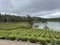 Bois Cheri Tea Plantation Mauritius Island