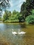 Bois de Vincennes, the famous green space in the east side of Paris, Swan, Lake, France