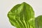 Bok Choi leaves on grey background