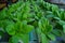 Bok Choy or Chinese Cabbage planted with Hydroponic system in Muntilan, Magelang, Indonesia.