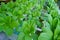 Bok Choy or Chinese Cabbage planted with Hydroponic system in Muntilan, Magelang, Indonesia.