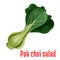 Bok choy or chinese cabbage vegetable icon