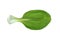 Bok choy leaf isolated on white background, clipping path