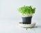 Bok choy microgreens in pot on plate. Aragula, edible root vegetable