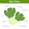 Bok choy nutrient of facts and health benefits, info graphic