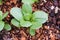 Bok choy plant from above