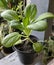 A bok choy plant on a black pot