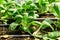 Bok choy plant growing in organic vegetable garden using drip Irrigation