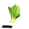 Bok choy vegetable isolated on white. Hand drawn illustration of pak choi type of Chinese cabbage. Organic food. Digital
