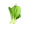 Bok choy vegetable isolated on white. Hand drawn illustration of pak choi type of Chinese cabbage. Organic food. Digital